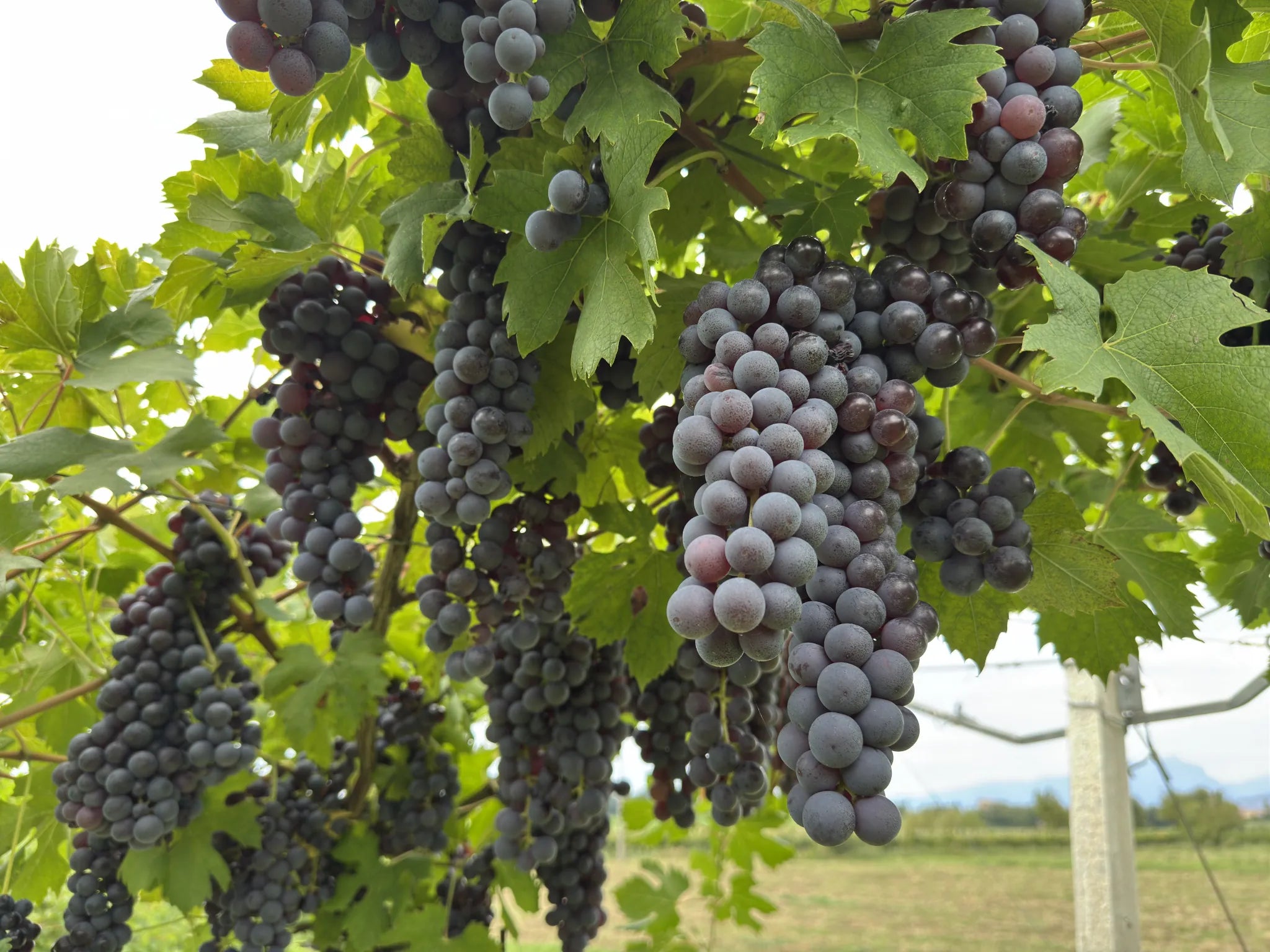 Nahaufnahme von prallen Weintrauben an den Reben der Marchesini Family Winery, bereit zur Ernte.