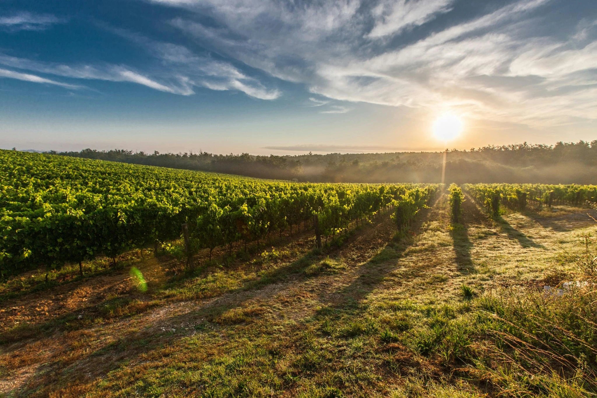 Sonnenuntergang über einem Weinberg mit grünen Reben in Italien – Symbol für Rotweingenuss und Tradition