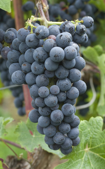 Cabernet Sauvignon
