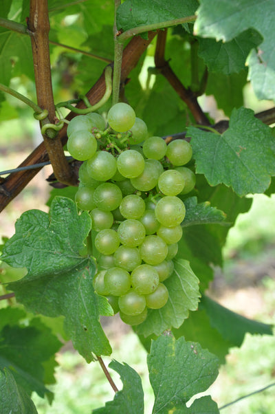 Chardonnay
