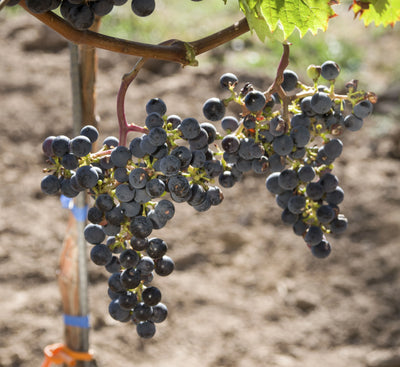 Merlot