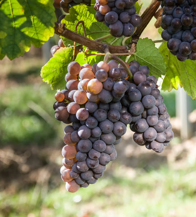 Pinot Grigio