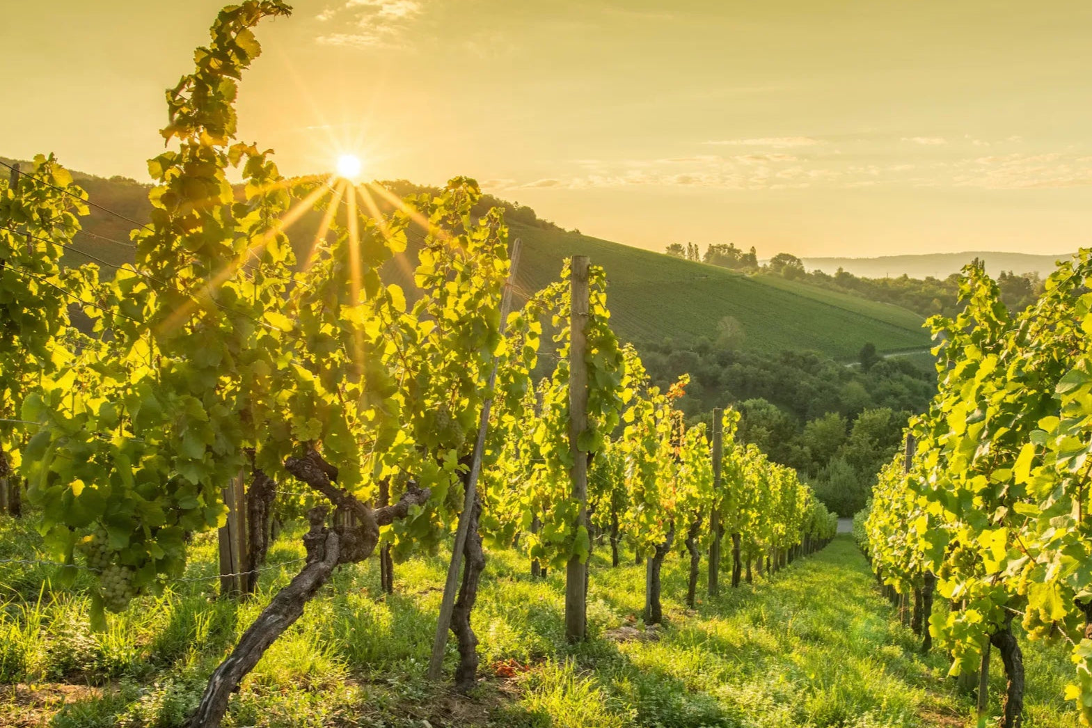 Weinreben im Abendlicht am Gardasee – Ursprung handverlesener Bio-Weine